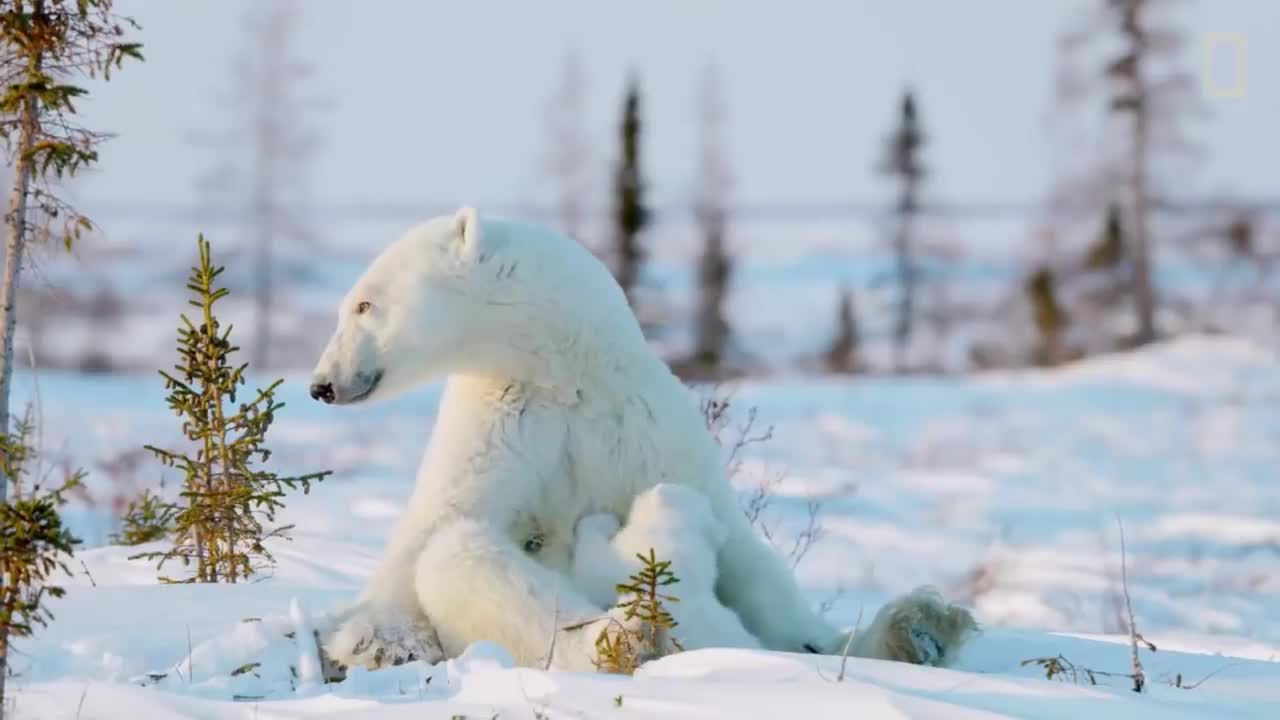 Polar Bears vs Eagles - The Great Chase