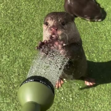 Playful otters