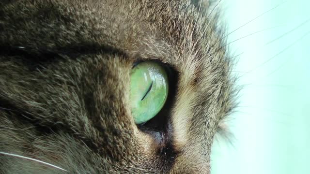 Beautiful Cat Eye -Cat eye - close up showing on cat eye