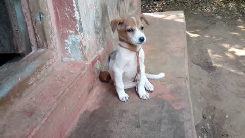 Cute dog