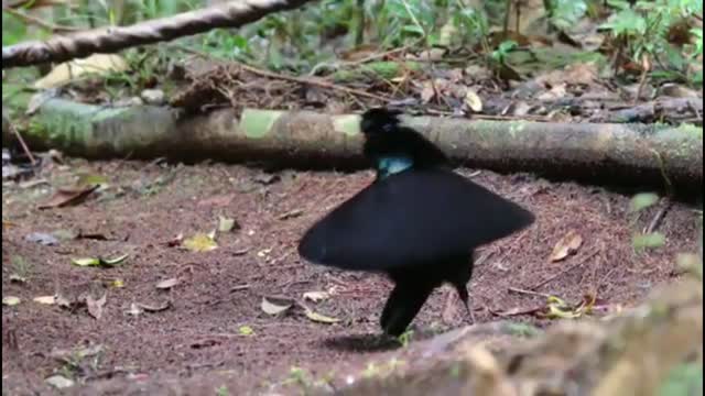 Watch this amazing bird dancing West Parrotia, Arfak, West Papua, Indonesia, with great music