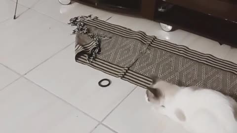 Cut cat playing