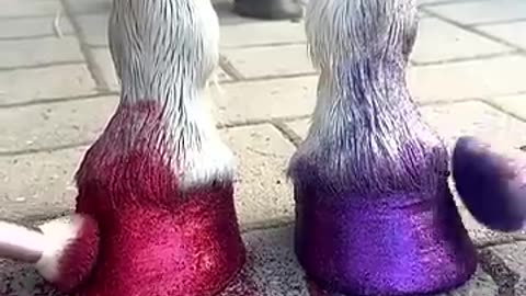 Glitter horse Eco friendly glitter