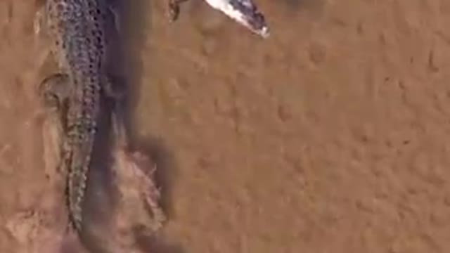 Incredible footage of a massive crocodile dragging its rival caught on camera in Yucatan, Mexico.