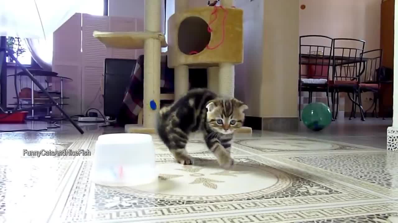 The best funny playing cats and dancing kittens compilation