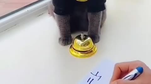 Cute cat doing math