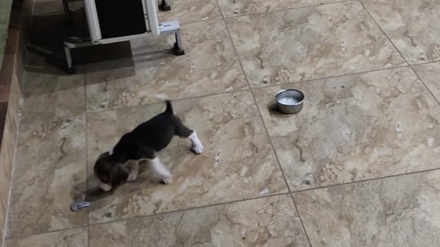 How To Teach Your Beagle To Stop Jumping on | When a Beagle is Super Hyper