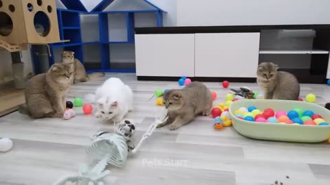 Funniest Animals 2023 😻 Best Funny Cats and Dogs Videos 😍🐶