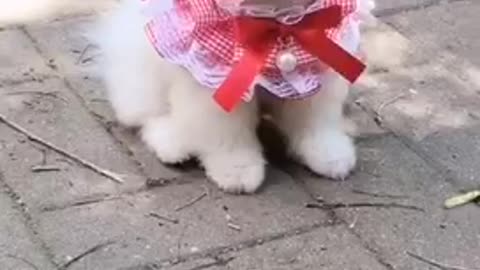 Cute funny puppy