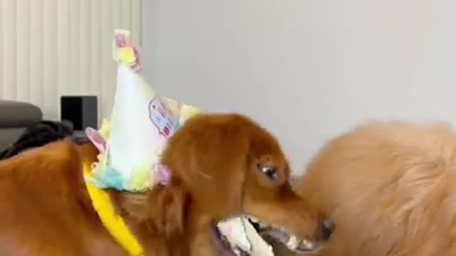 Dog’s birthday gone wrong! #goldenretriever #birthday #dog