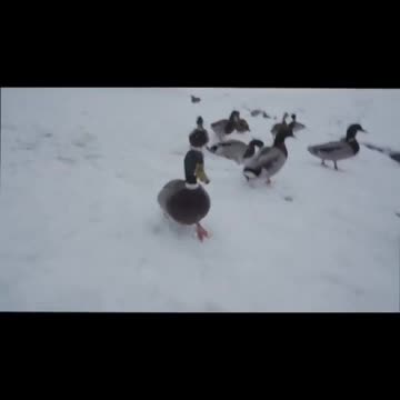 If Ducks Could talk they’d probably say