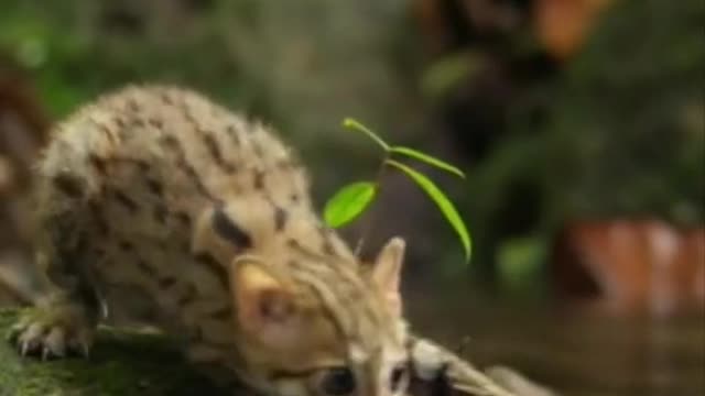 Smallest cat in the world