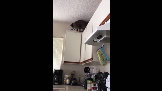 cat jumping high