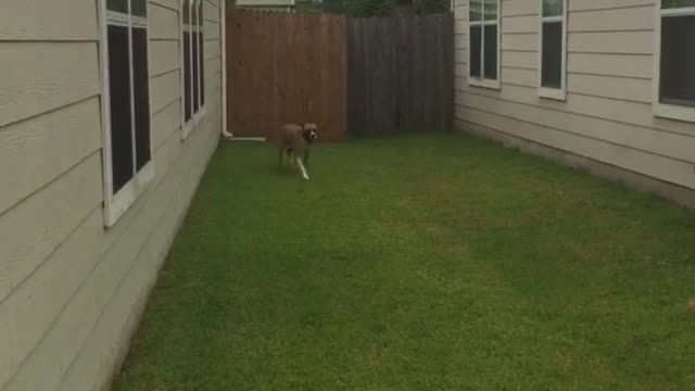 Dog hops huge fence