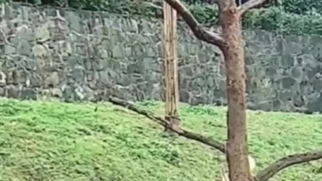 Weeee Funny moment animal funny Video