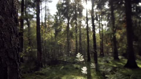A beautiful part of untouched nature