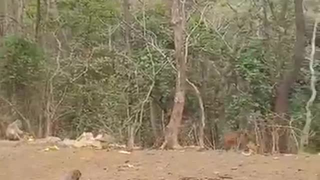Feeding the monkeys is an interesting job
