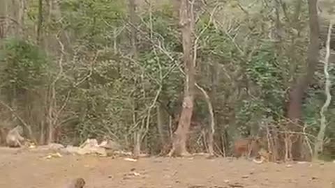 Feeding the monkeys is an interesting job