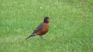 160 Toussaint Wildlife - Oak Harbor Ohio - New Best Friend