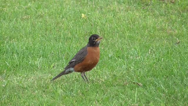 160 Toussaint Wildlife - Oak Harbor Ohio - New Best Friend