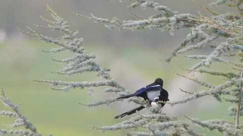 elster bird flying