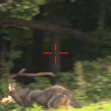 HUNTING || Coyotes | shorts | #022