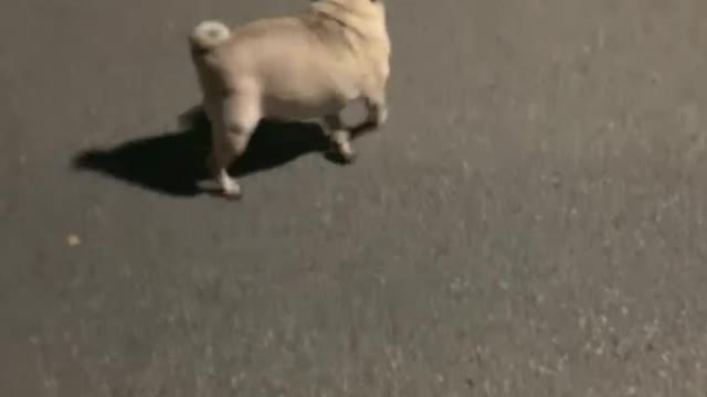 a waddling puppy