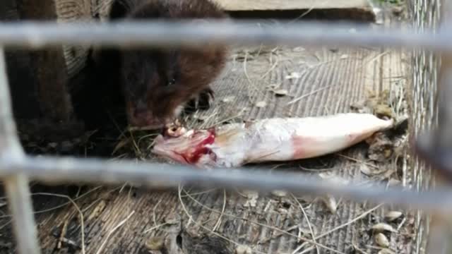 A mink named Arisa feeds on fresh fish