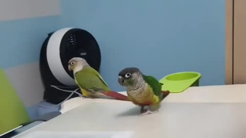 a coin-loving parrot