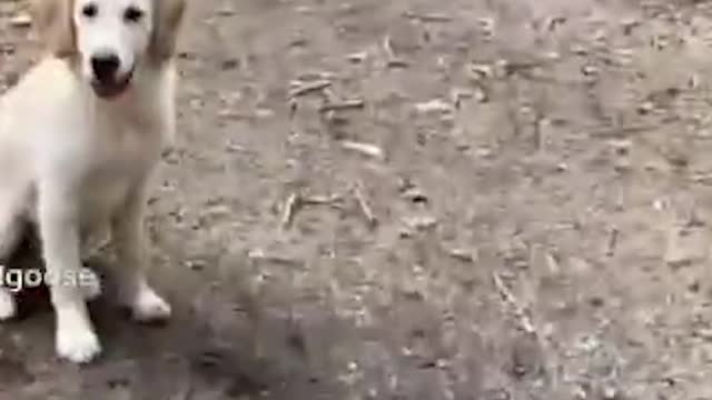 Cute Dog 28 #short