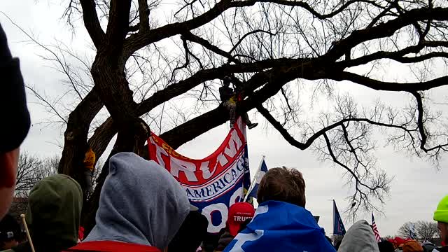 Flags in Trees at Trump Rally