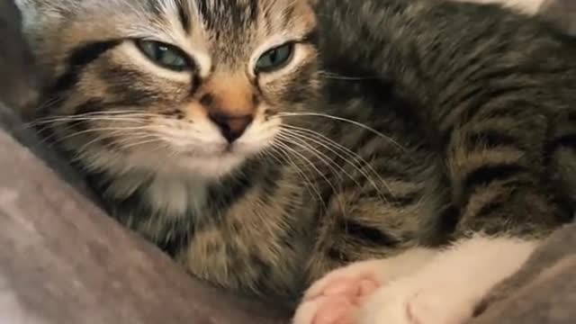 Beautiful cute kitten video Looks Great