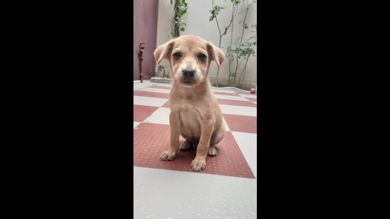 Cute puppies chilling❤️🥺