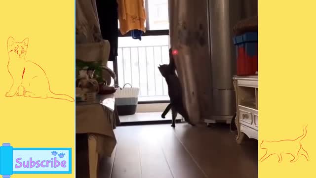 my cat does not like light