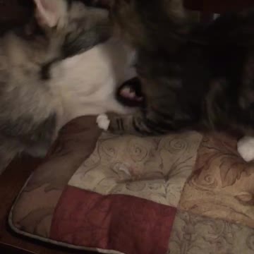 Ava the Alaskan Malamute and Rip the cat up to their usual shenanigans.