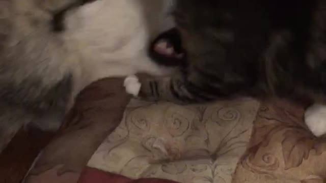 Ava the Alaskan Malamute and Rip the cat up to their usual shenanigans.