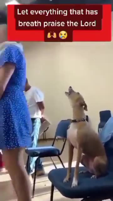 You can not stop this dog from praising God