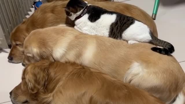 Kittens also come up to sleep