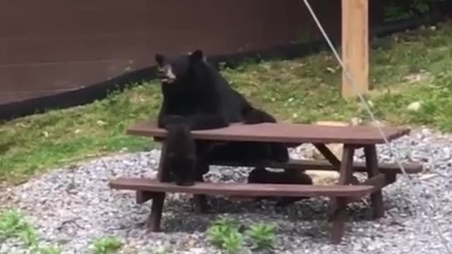 These Bears Need a Better Server