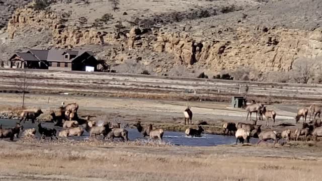 Herd of Elk Frolicking in Pond