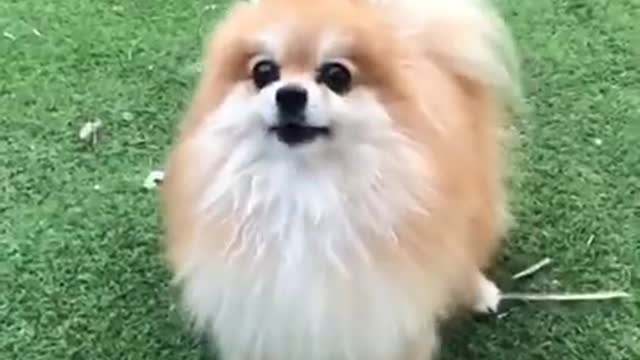 2021 Cute and Funny Dog Videos Compilation #39.