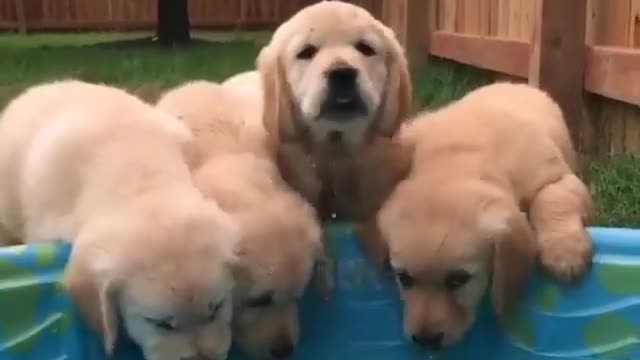 cutest goldens Drinking from the Pool