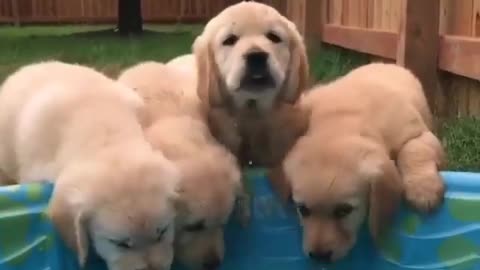 cutest goldens Drinking from the Pool