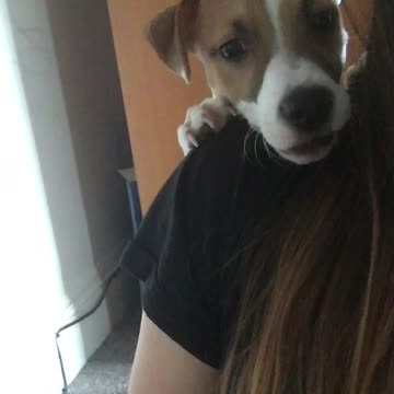 Puppy always photo ready