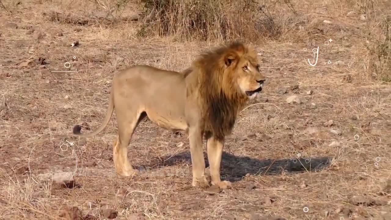 Top 10 Most Powerful Animal Bites | Animals with the strongest bites | Strongest bites Animals