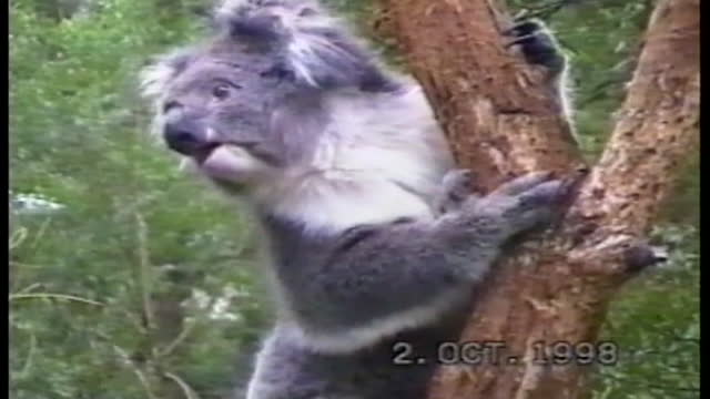 Clamoring Koala Screams Its Lungs Out