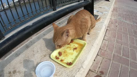 MICHAEL JACKSON & ED SHEERAN - Homeless cats in Ras Al Khaimah, UAE #cat #EdSheeran #MichaelJackson