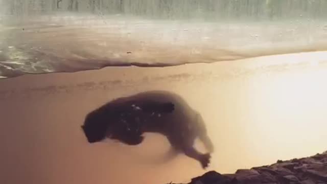 Sea otter does a flip in the water