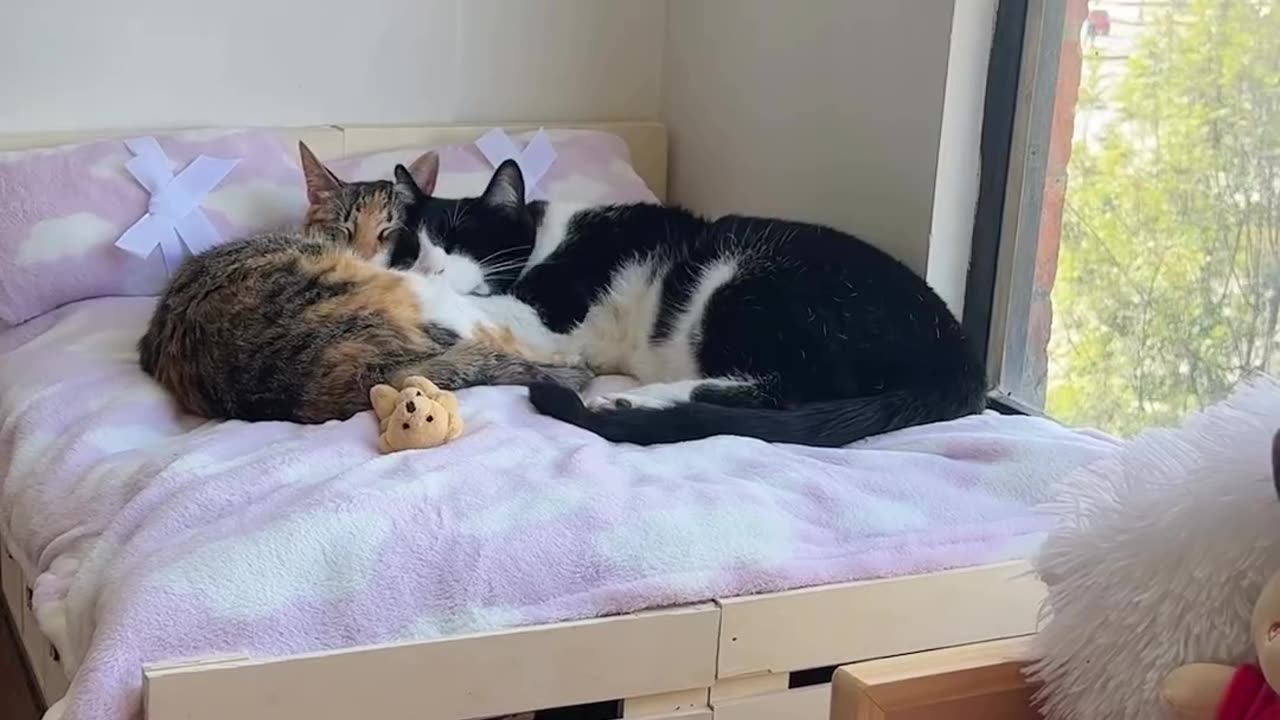 cute cat got his new cat bed and cat looks cute and happy