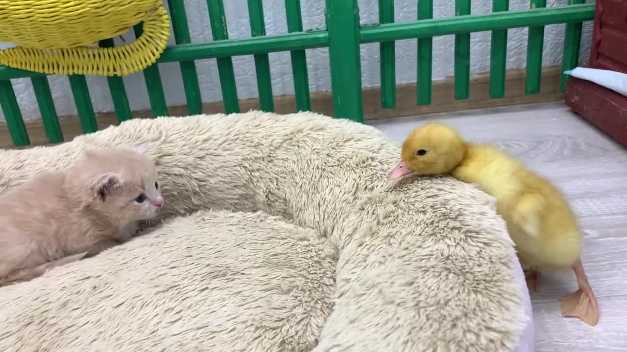 Yellow duckling wants to sleep next to a cute kitten